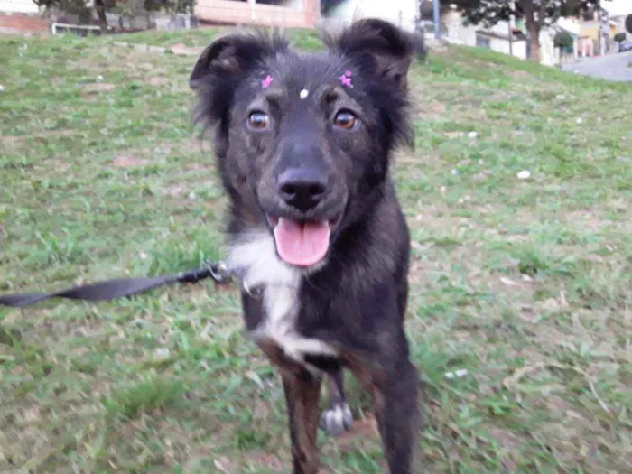 Cachorro ra a SRD idade 7 a 11 meses nome Sem Nome 1