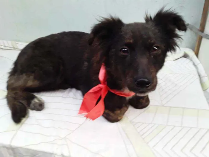 Cachorro ra a SRD idade 7 a 11 meses nome Sem Nome 1