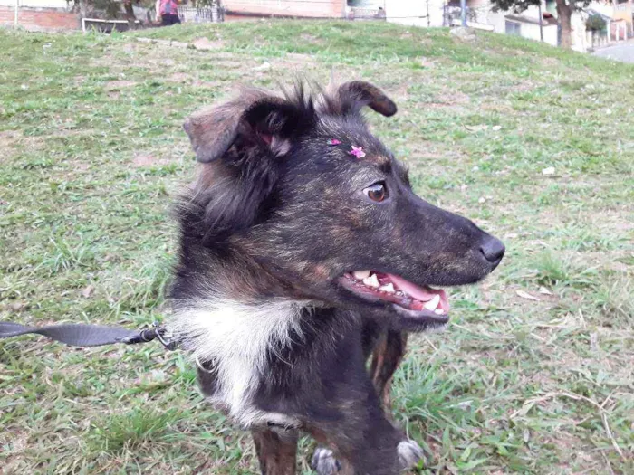 Cachorro ra a SRD idade 7 a 11 meses nome Sem Nome 1