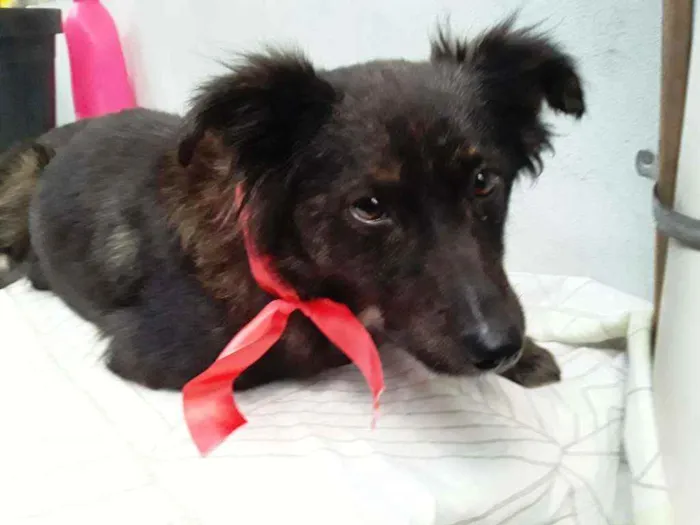 Cachorro ra a SRD idade 7 a 11 meses nome Sem Nome 1