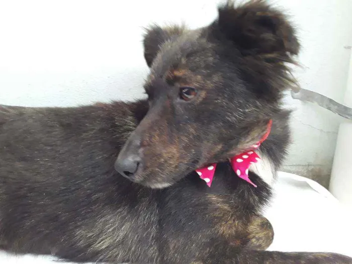 Cachorro ra a SRD idade 7 a 11 meses nome Sem Nome 1