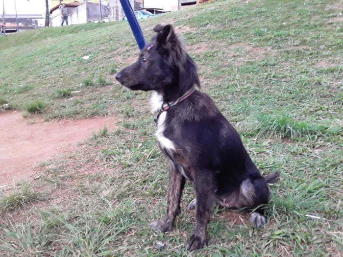 Cachorro ra a SRD idade 7 a 11 meses nome Sem Nome 1
