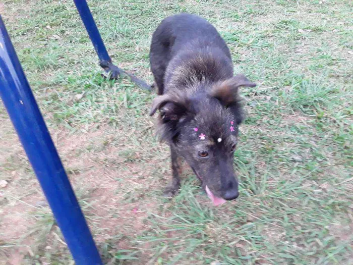 Cachorro ra a SRD idade 7 a 11 meses nome Sem Nome 1