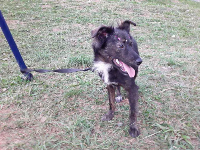 Cachorro ra a SRD idade 7 a 11 meses nome Sem Nome 1