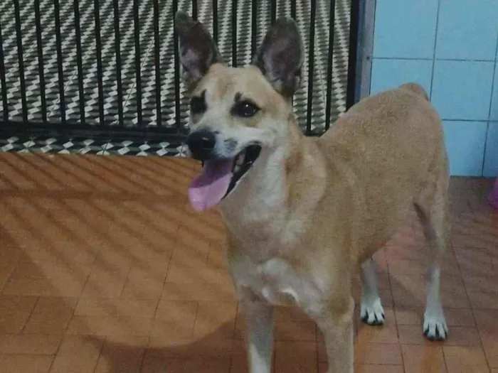 Cachorro ra a Não definida idade 2 anos nome Léo