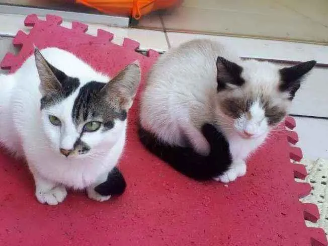 Gato raça  idade 2 a 6 meses nome Filhotes  Anelly 