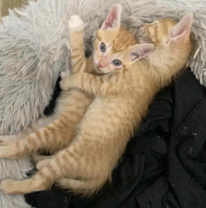Gato ra a SRD idade 2 a 6 meses nome Kiko e Pingo 