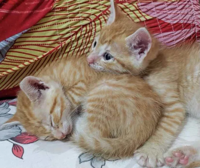 Gato ra a SRD idade 2 a 6 meses nome Kiko e Pingo 