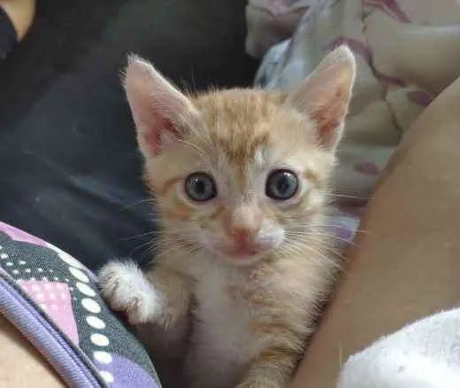 Gato ra a SRD idade 2 a 6 meses nome Kiko e Pingo 