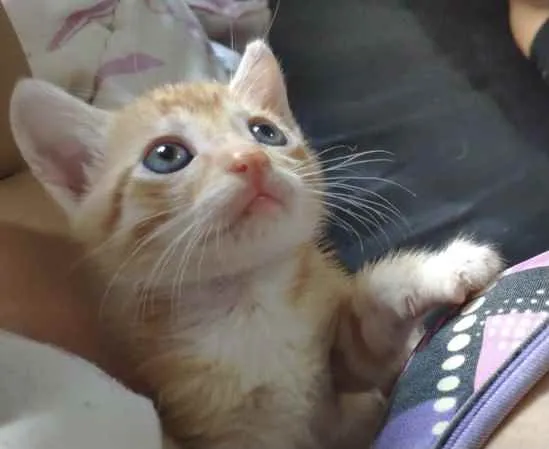 Gato ra a SRD idade 2 a 6 meses nome Kiko e Pingo 