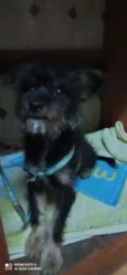 Dudu
