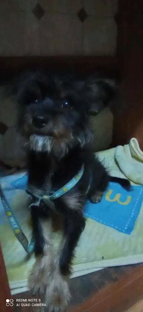 Cachorro ra a Yorkshire com poodle idade 2 a 6 meses nome Dudu