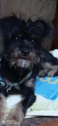 Dudu