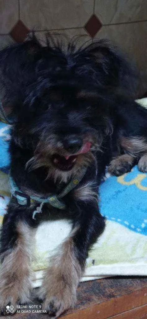 Cachorro ra a Yorkshire com poodle idade 2 a 6 meses nome Dudu