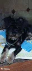 Dudu