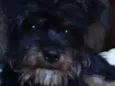 Dudu