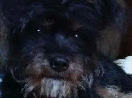 Cachorro ra a Yorkshire com poodle idade 2 a 6 meses nome Dudu