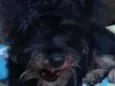 Dudu