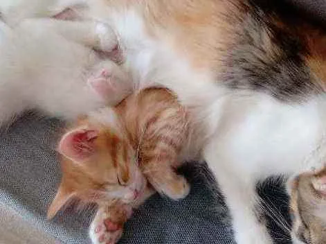 Gato raça Mista idade 2 a 6 meses nome Sabãozinho
