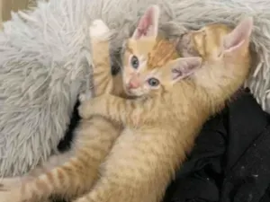 Gato raça SRD idade 2 a 6 meses nome Kiko e Pingo 
