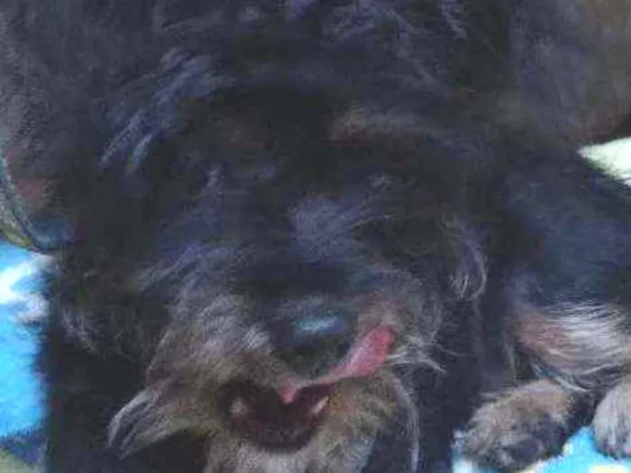 Cachorro ra a Yorkshire com poodle idade 2 a 6 meses nome Dudu