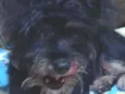 Dudu