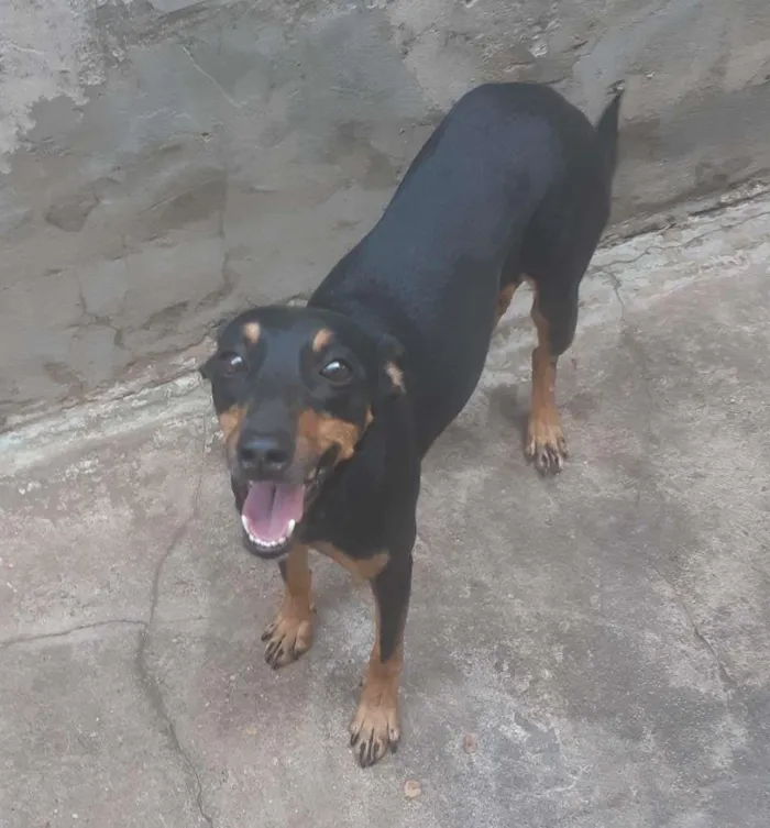 Cachorro ra a não definida idade 3 anos nome Kahli