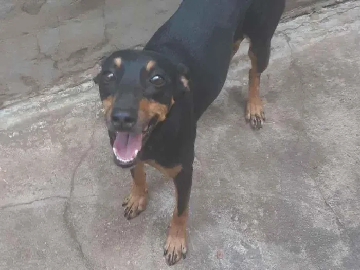 Cachorro ra a não definida idade 3 anos nome Kahli