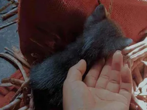 Gato raça Ciemes idade 1 ano nome Pimenta