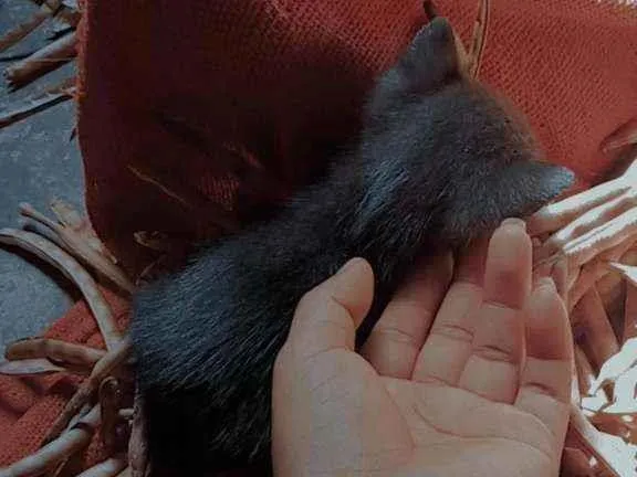 Gato ra a Ciemes idade 1 ano nome Pimenta