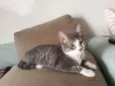 Chumbo