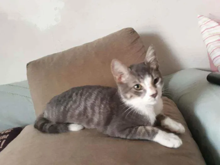 Gato ra a Srd idade 2 a 6 meses nome Chumbo