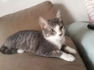 Gato raça Srd idade 2 a 6 meses nome Chumbo