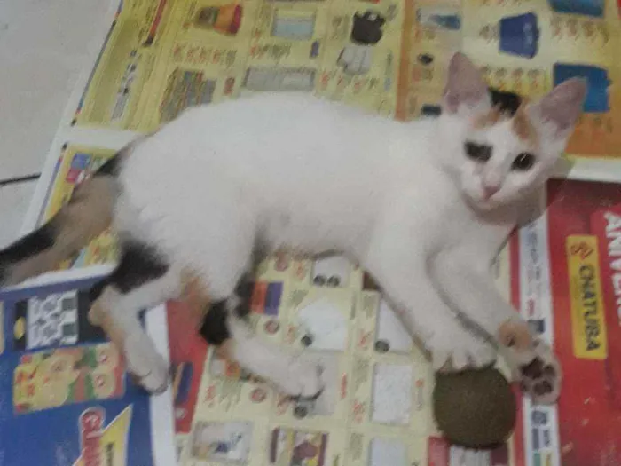 Gato ra a Srd idade 2 a 6 meses nome Gaby