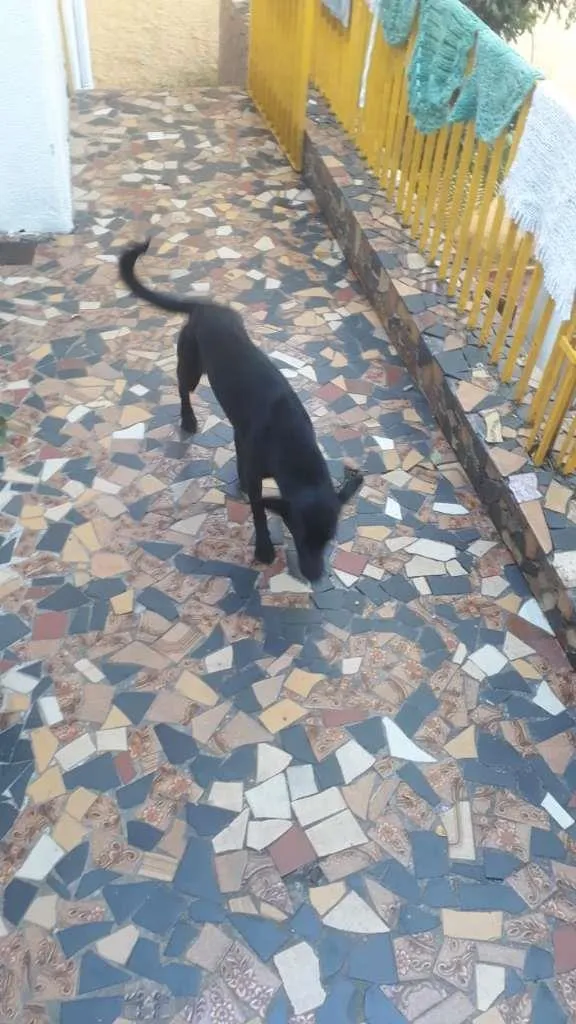 Cachorro ra a SRD-ViraLata idade 1 ano nome LISA