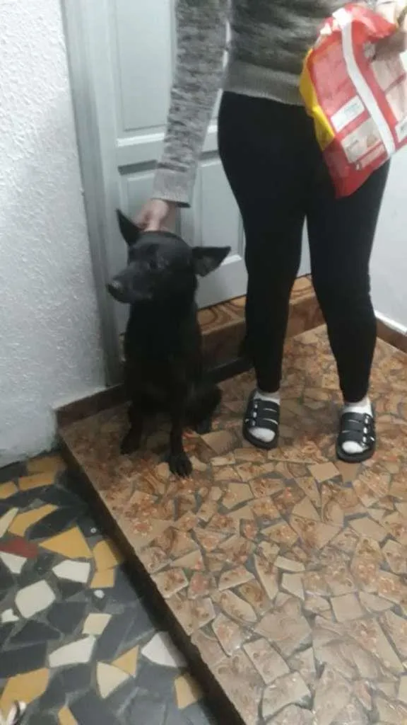 Cachorro ra a SRD-ViraLata idade 1 ano nome LISA