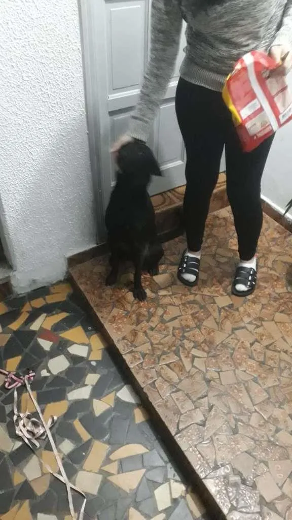 Cachorro ra a SRD-ViraLata idade 1 ano nome LISA