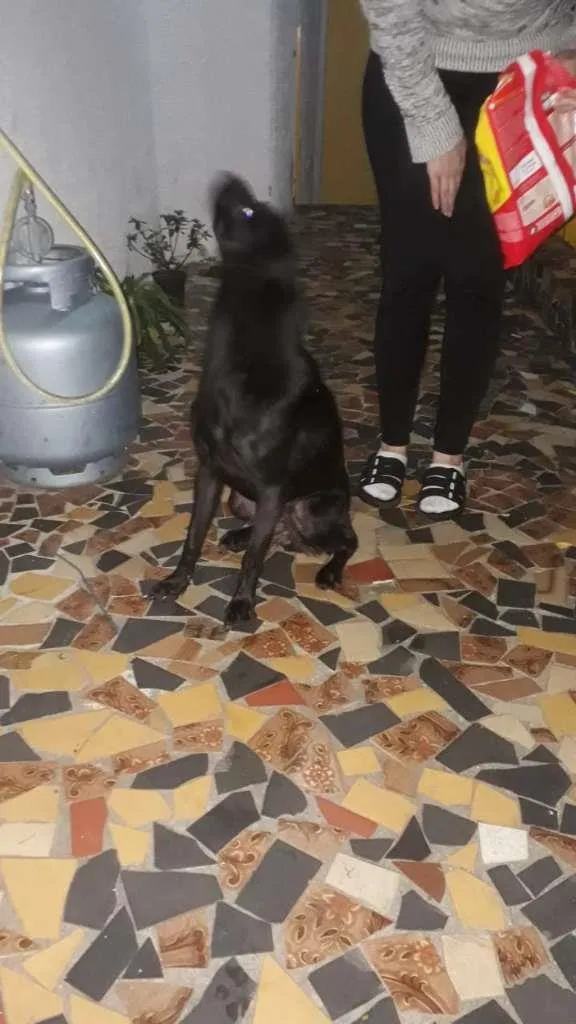Cachorro ra a SRD-ViraLata idade 1 ano nome LISA