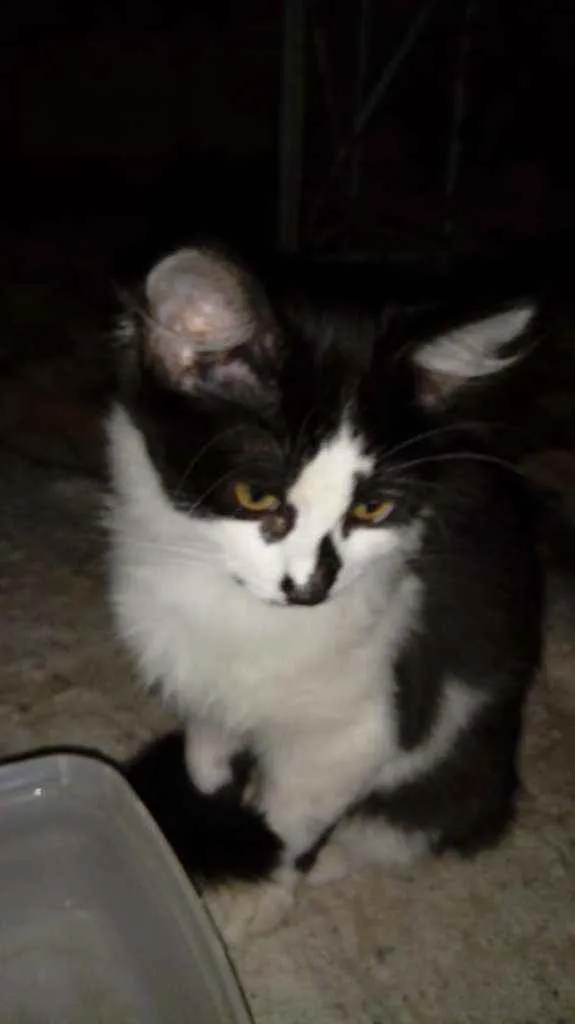 Gato ra a Srd idade 2 a 6 meses nome Paçoca