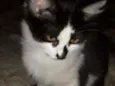 Paçoca