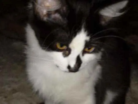 Gato ra a Srd idade 2 a 6 meses nome Paçoca