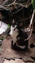 Paçoca