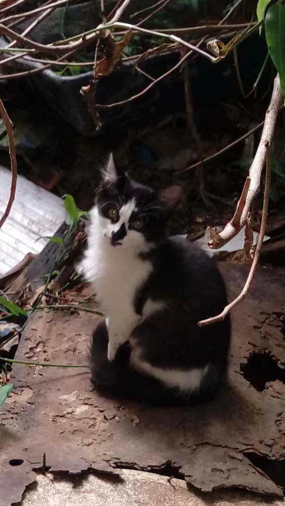 Gato ra a Srd idade 2 a 6 meses nome Paçoca