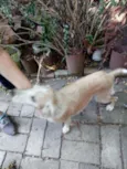 Bruno e Princesa