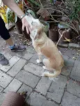 Bruno e Princesa