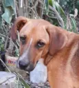 Bruno e Princesa