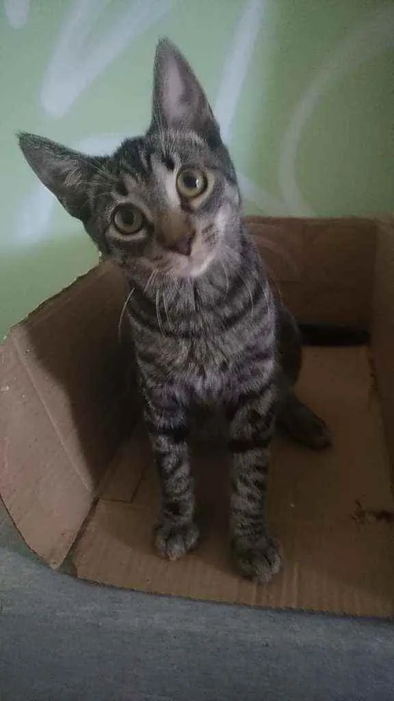 Gato raça Srd idade 2 a 6 meses nome Rock