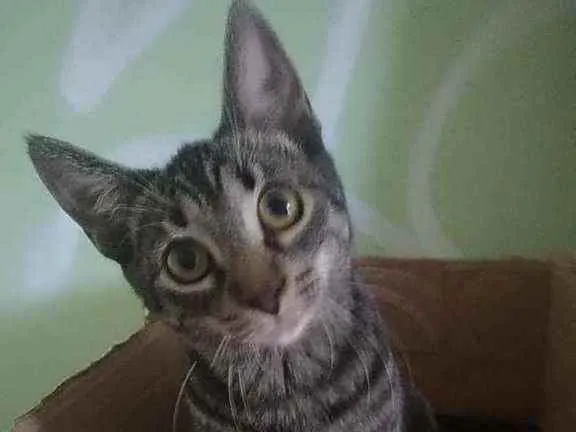 Gato raça Srd idade 2 a 6 meses nome Rock