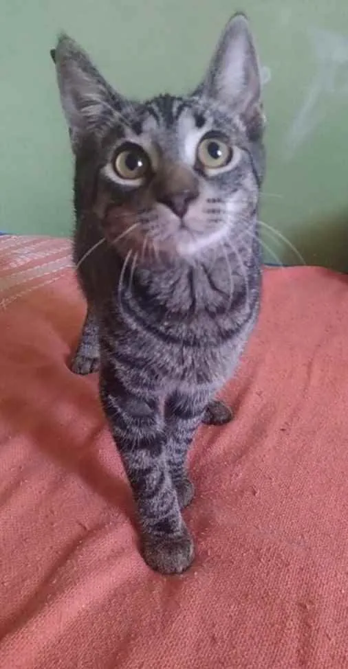 Gato raça Srd idade 2 a 6 meses nome Rock