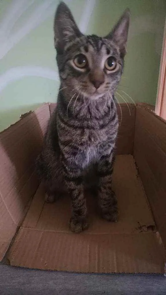 Gato raça Srd idade 2 a 6 meses nome Rock